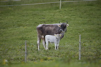 img25